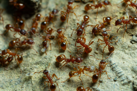 A large group of red ants moves swiftly across the uneven surface collecting food and working...