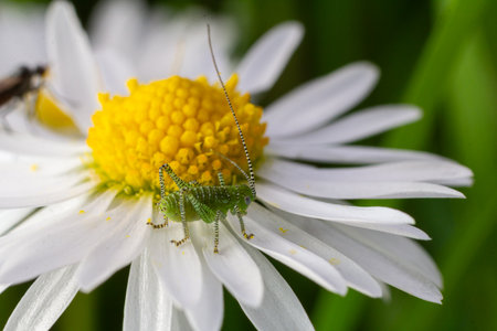 A speckled bush-cricket first instar nymph rests on a daisy flower blending in with the petals while exploring its surroundings in a bright garden.の写真素材