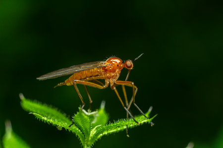 Empis spp. dance fly showcases its predatory behavior while resting on a leaf in a lush environment highlighting its unique features and colors during daylight.の写真素材