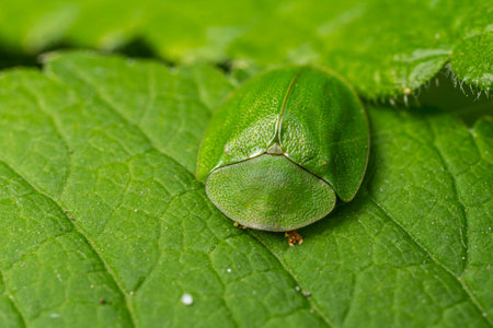 A green beetle perches on a textured green leaf in a lush garden during daylight showing the details...