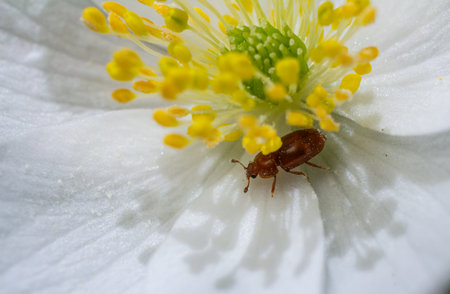 A small brown beetle crawls on a white flower with vibrant yellow stamens providing a striking contrast. Sunlight creates delicate shadows on the petal.の写真素材