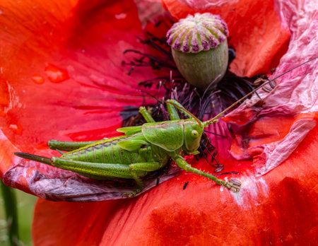 Bright green bush-cricket is perched on a striking red poppy bloom blending seamlessly with nature on a warm summer afternoon enjoying the surrounding beauty.の写真素材
