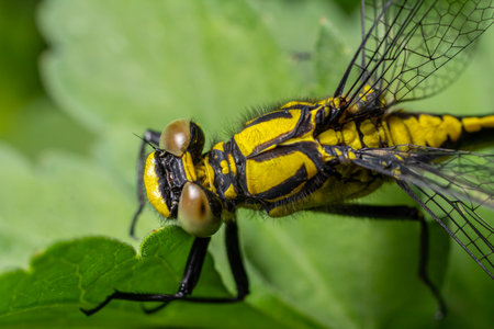 Close-up view of Gomphus vulgatissimus showing distinctive black body and bright yellow stripes perched on a vibrant green leaf in a natural habitat.の写真素材