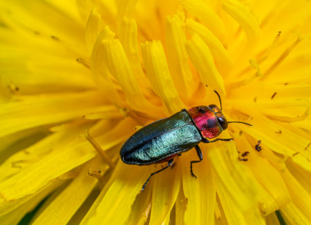 A colorful beetle is perched on bright yellow dandelion petals basking in warm sunlight in a garden showing intricate details and vivid colors.の写真素材