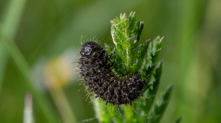 Galeruca tanaceti larva is actively feeding on a Tansy leaf in a lush green environment showing its...