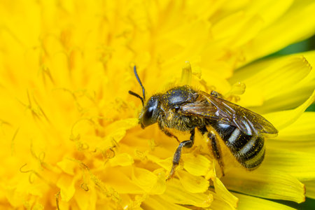 A honey bee is actively gathering nectar from a bright yellow dandelion flower. The garden shines under the warm sunlight during spring creating a lively atmosphere.の写真素材
