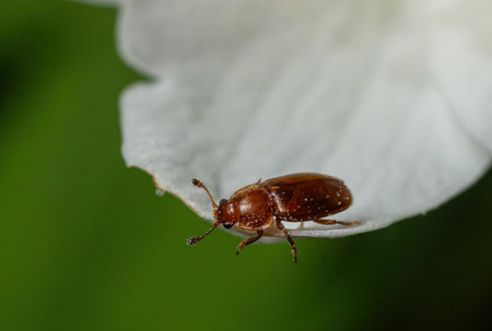 A small brown beetle is perched on a white petal showing its fine details against the vivid green...