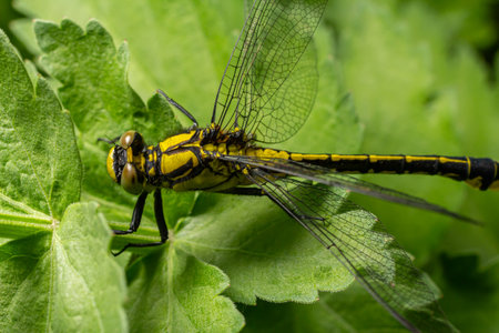 Common clubtail Gomphus vulgatissimus displays its striking yellow stripes while perched on lush green leaves during a warm sunny day.の写真素材