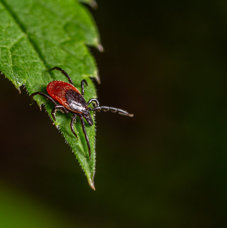 Close-up of a tick on a green leaf under natural light in an outdoor setting during warm weather.