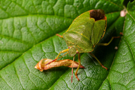 Close-up view of a green shield bug resting on a leaf with a brown insect nearby in a natural...