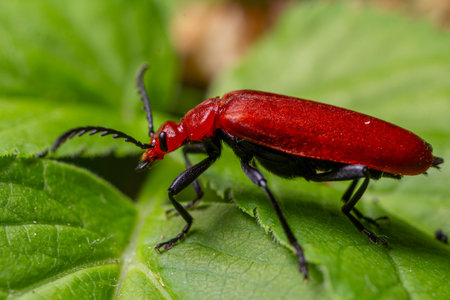 Bright red pyrochroa sp cardinal beetle observed on lush green leaf during sunny spring afternoon in a tranquil garden setting.の写真素材