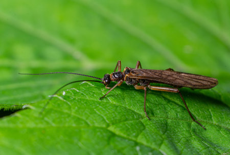 Plecoptera sp. stonefly can be seen on a green leaf showing its delicate features and intricate body...