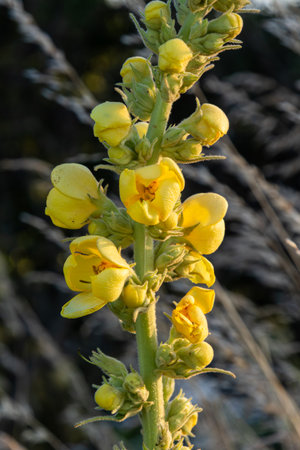 Stalks of common mullein display bright yellow flowers against a soft background of tall grass....