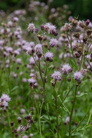 Cirsium arvense known as creeping thistle showcases vibrant purple flowers surrounded by green...