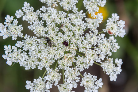 Delicate white flowers of wild carrot known as Queen Anne's Lace flourish sunlit field drawing in...
