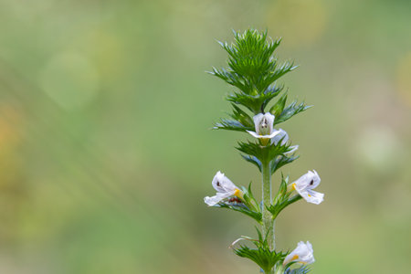 Vibrant Euphrasia officinalis features multiple white flowers blooming atop green stems thriving in its natural habitat during the warm season showing its beauty.の写真素材