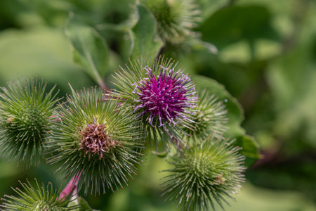 Close view of greater burdock showcasing purple flowering parts and spiky seed heads against a backdrop of lush green leaves in a sunny outdoor environmentの写真素材