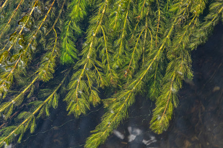 Under clear water coontail plants display their lush green fronds drifting gently with the current....