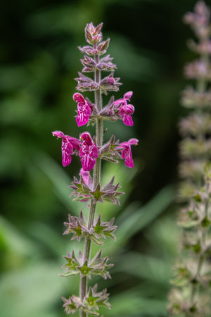 Stachys sylvatica showcases striking pink flowers rising amongst rich green foliage highlighting the beauty of a summer meadow attracting pollinators.の写真素材