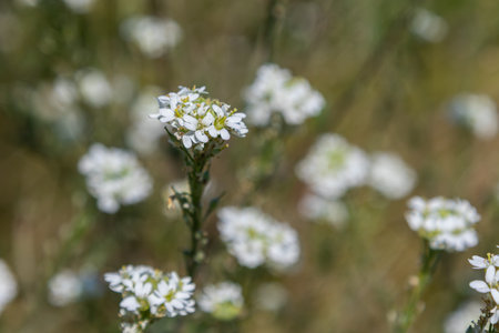 Clusters of small white flowers of Berteroa incana are blooming in a sunny environment showcasing their delicate petals and green centers among lush vegetation.の写真素材