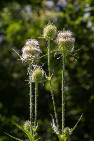 Four wild teasel plants stand tall with their distinct spiky heads surrounded by lush greenery under...