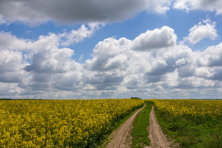 Vibrant yellow field under a partly cloudy sky with a winding dirt path surrounded by nature in a rural landscape.の写真素材