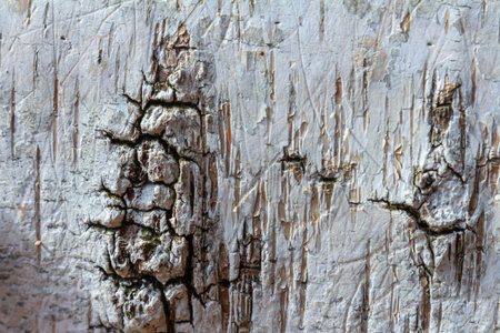Close-up of a weathered wood surface highlighting intricate cracks peeling layers and textures under...