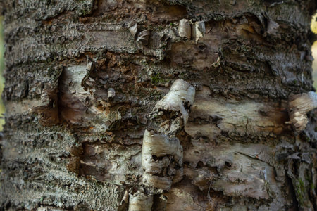 Close-up view of a tree trunk where bark texture reveals intricate patterns and colors. This vibrant scene captures the essence of a peaceful forest environment.の写真素材