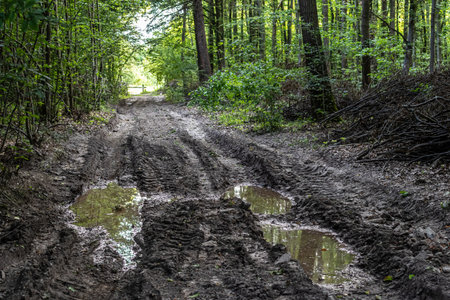 A rugged path in a lush forest showcases muddy conditions with puddles reflecting greenery perfect...