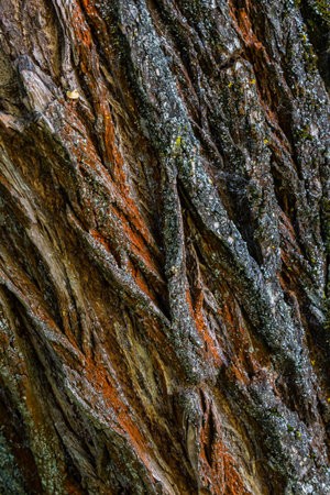 Close-up view reveals the rich textures and colors of tree bark highlighting the natural patterns...
