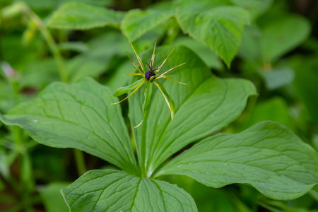 Paris quadrifolia in bloom.の写真素材