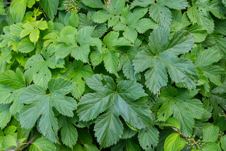 hop leaves. Humulus. green leaves of a climbing plant. natural autumn background, leaves close up....