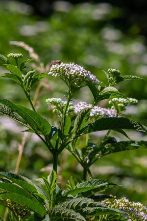 Sambucus ebulus blooming in natural habitat.