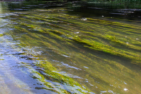 Lush green strands of Callitriche or water-starwort gently sway flowing water of the river...