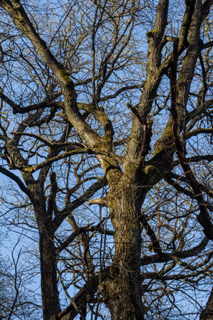 Tall trees with intricate branches stretch upward illuminated by warm sunlight on a crisp winter day...