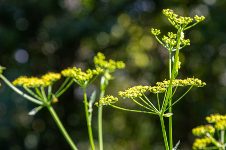 Vibrant yellow flowers blossom atop tall fennel stalks filling the air with a sweet anise aroma in a lush garden under warm sunlight.の写真素材