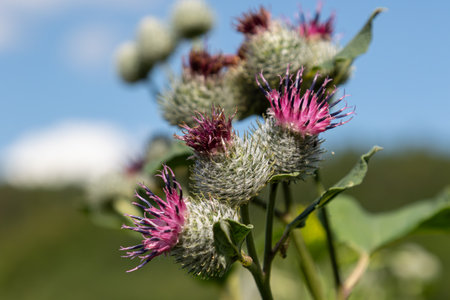 Woolly Burdock showcases clusters of pink and purple flowering heads with spiky green foliage under bright sunlight in a serene outdoor setting.の写真素材