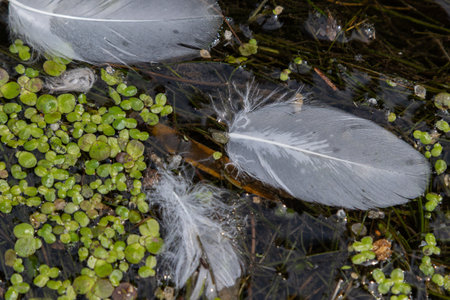 Delicate white feathers float on the water surrounded by vibrant green aquatic plants. This serene composition captures a moment in nature's tranquility.の写真素材