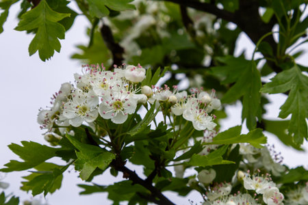 Delicate white flowers of Crataegus monogyna burst into bloom on a hawthorn shrub surrounded by vibrant green leaves showing spring's natural beauty.の写真素材