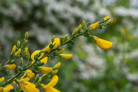 Bright yellow petals of Scotch Broom are showcased amidst an abundant backdrop of greenery capturing the essence of spring's beauty and growth.の写真素材