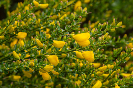 Bright yellow flowers of Scotch broom bloom vibrantly in spring creating a lively landscape of color in sunny meadows.の写真素材