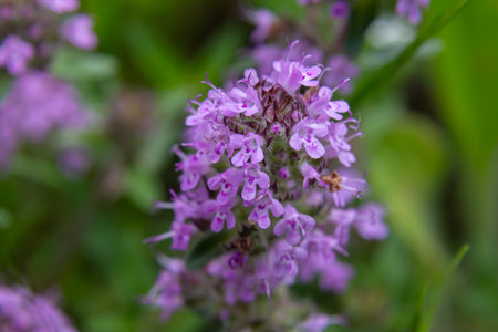Clusters of delicate pink-purple flowers bloom on wild thyme releasing a sweet aroma amidst lush green foliage under the warm sun in spring.の写真素材