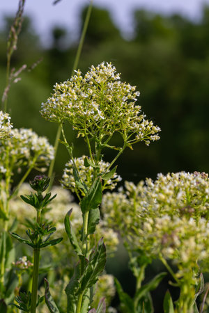 Hoary cress blooms with dense white flower clusters in a lush green setting attracting various pollinators. This herbaceous plant thrives in temperate regions.の写真素材