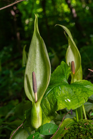 Distinctive Cuckoo Pint plants display their elongated spathes and brown spadices amid a dense green forest highlighting their unique morphology and habitat.の写真素材