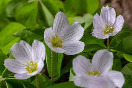 Bright white flowers of Oxalis acetosella showcase delicate purple veins against vibrant green...
