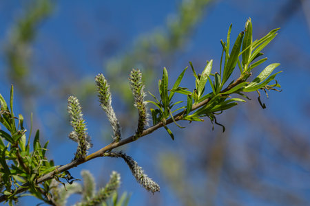 Willow branches adorned with soft catkins flourishing in springtime illuminated by the warm sun and...