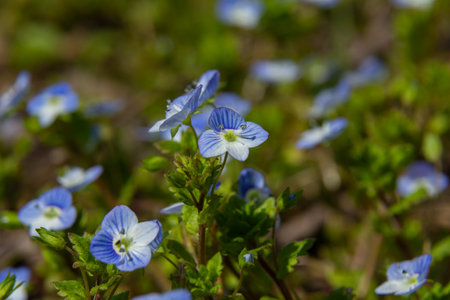 Germander Speedwell displays lovely blue flowers against lush greenery thriving in a sunny meadow during the springtime showcasing nature's beauty.の写真素材