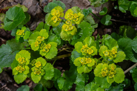 Chrysosplenium alternifolium displays clusters of bright yellow flowers among a backdrop of lush...