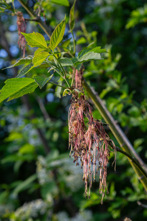 Clusters of reddish flowers dangle from the elder tree surrounded by lush green pinnate leaves...