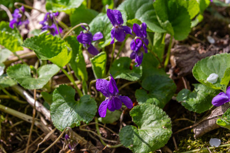 In a sunny forest sweet violets flourish with their striking purple petals and rich green leaves creating a colorful display of spring's beauty.の写真素材